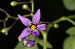 Climbing nightshade